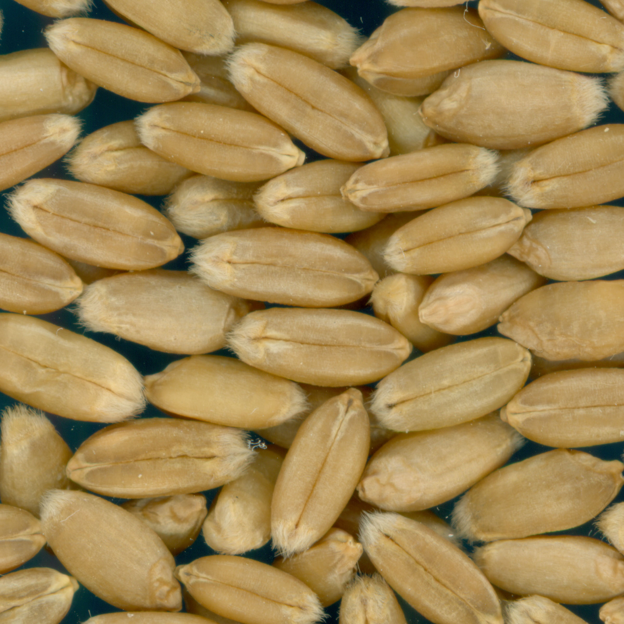 Click for 3 image(s) for this accession. KERNELS
